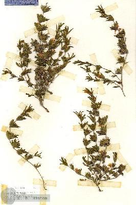 URN_catalog_HBHinton_herbarium_17140.jpg.jpg