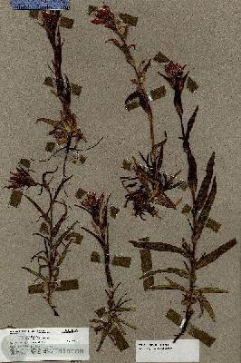 URN_catalog_HBHinton_herbarium_17109.jpg.jpg