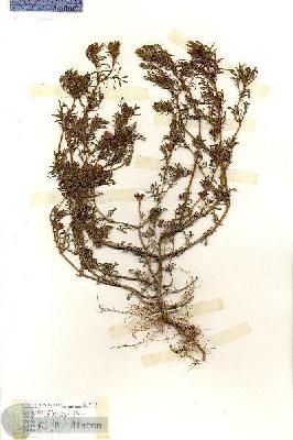 URN_catalog_HBHinton_herbarium_17121.jpg.jpg