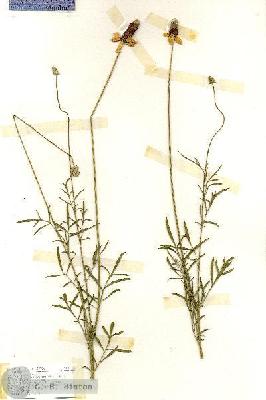 URN_catalog_HBHinton_herbarium_17122.jpg.jpg