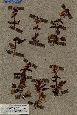 URN_catalog_HBHinton_herbarium_17201.jpg.jpg