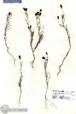URN_catalog_HBHinton_herbarium_19765.jpg.jpg