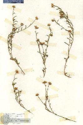 URN_catalog_HBHinton_herbarium_17145.jpg.jpg