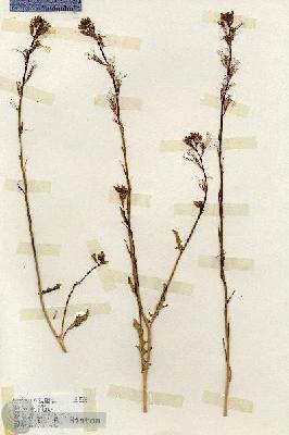 URN_catalog_HBHinton_herbarium_17132.jpg.jpg