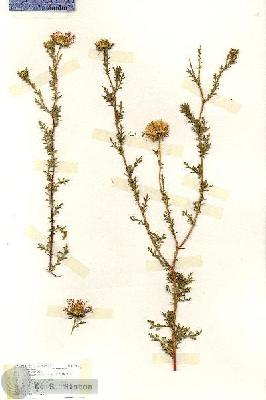 URN_catalog_HBHinton_herbarium_17133.jpg.jpg