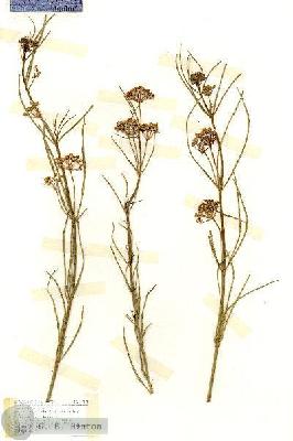 URN_catalog_HBHinton_herbarium_17135.jpg.jpg