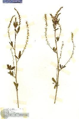 URN_catalog_HBHinton_herbarium_17136.jpg.jpg