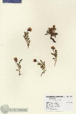 URN_catalog_HBHinton_herbarium_17202.jpg.jpg