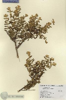 URN_catalog_HBHinton_herbarium_19769.jpg.jpg