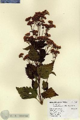 URN_catalog_HBHinton_herbarium_17187.jpg.jpg