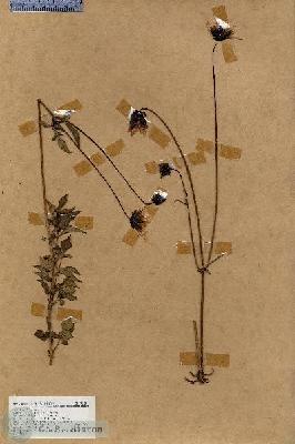URN_catalog_HBHinton_herbarium_17188.jpg.jpg