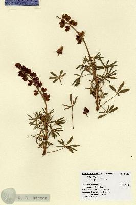 URN_catalog_HBHinton_herbarium_17360.jpg.jpg