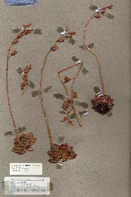 URN_catalog_HBHinton_herbarium_17342.jpg.jpg