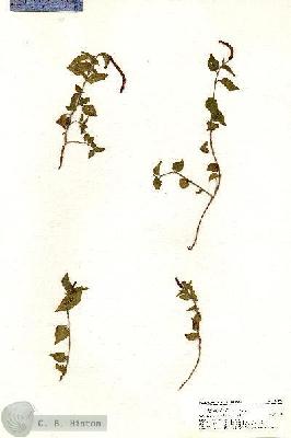 URN_catalog_HBHinton_herbarium_20374.jpg.jpg