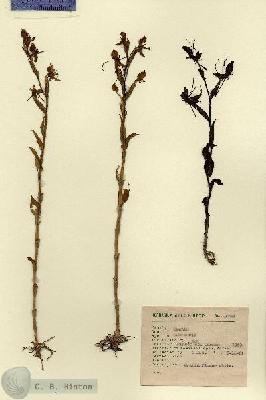 URN_catalog_HBHinton_herbarium_1733.jpg.jpg