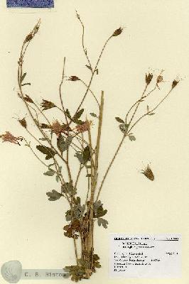 URN_catalog_HBHinton_herbarium_17332.jpg.jpg