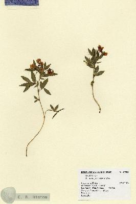 URN_catalog_HBHinton_herbarium_17334.jpg.jpg
