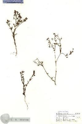 URN_catalog_HBHinton_herbarium_20378.jpg.jpg