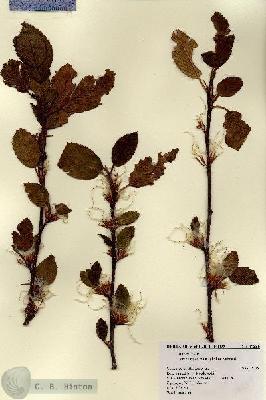 URN_catalog_HBHinton_herbarium_17339.jpg.jpg