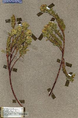 URN_catalog_HBHinton_herbarium_17345.jpg.jpg