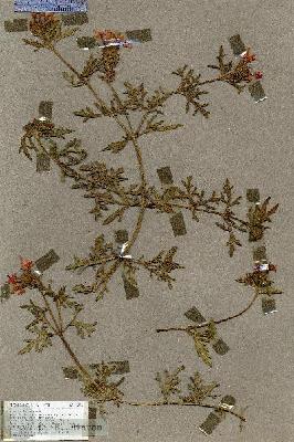 URN_catalog_HBHinton_herbarium_17356.jpg.jpg