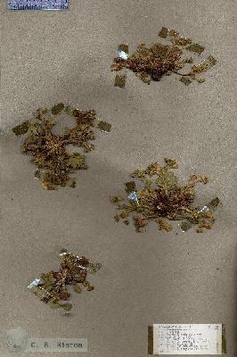 URN_catalog_HBHinton_herbarium_17354.jpg.jpg