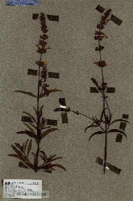 URN_catalog_HBHinton_herbarium_17359.jpg.jpg