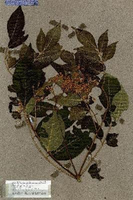 URN_catalog_HBHinton_herbarium_17362.jpg.jpg