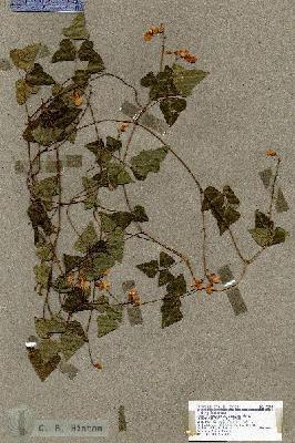 URN_catalog_HBHinton_herbarium_17245.jpg.jpg