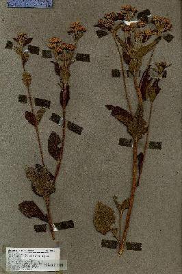 URN_catalog_HBHinton_herbarium_17248.jpg.jpg