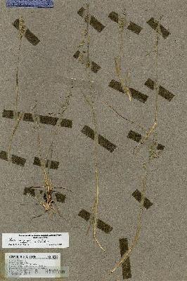 URN_catalog_HBHinton_herbarium_17253.jpg.jpg