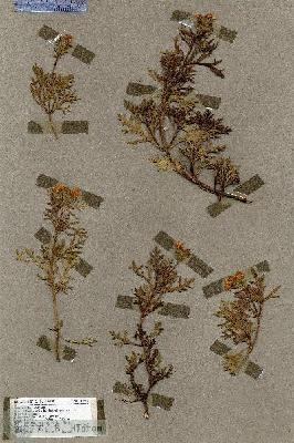 URN_catalog_HBHinton_herbarium_17254.jpg.jpg
