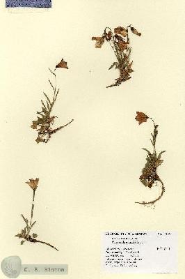 URN_catalog_HBHinton_herbarium_17306.jpg.jpg