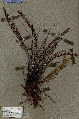 URN_catalog_HBHinton_herbarium_17374.jpg.jpg
