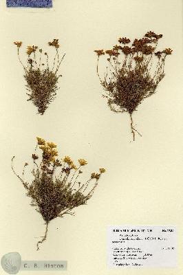 URN_catalog_HBHinton_herbarium_17309.jpg.jpg