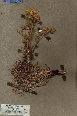 URN_catalog_HBHinton_herbarium_19840.jpg.jpg