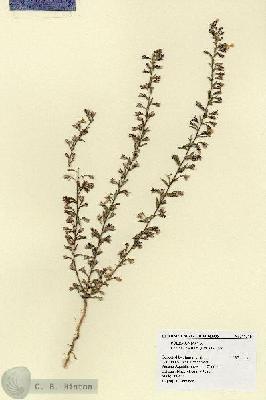 URN_catalog_HBHinton_herbarium_17310.jpg.jpg