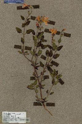 URN_catalog_HBHinton_herbarium_17375.jpg.jpg