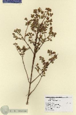 URN_catalog_HBHinton_herbarium_17314.jpg.jpg