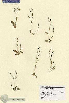 URN_catalog_HBHinton_herbarium_17315.jpg.jpg