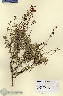 URN_catalog_HBHinton_herbarium_17319.jpg.jpg
