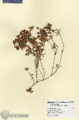 URN_catalog_HBHinton_herbarium_17320.jpg.jpg