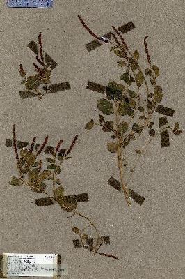 URN_catalog_HBHinton_herbarium_17365.jpg.jpg
