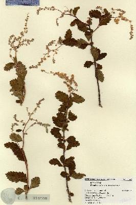 URN_catalog_HBHinton_herbarium_17367.jpg.jpg