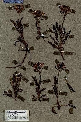 URN_catalog_HBHinton_herbarium_17381.jpg.jpg