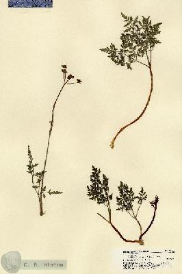 URN_catalog_HBHinton_herbarium_17391.jpg.jpg