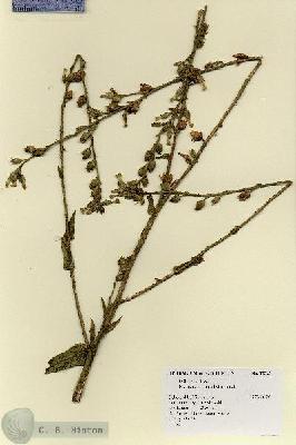 URN_catalog_HBHinton_herbarium_17395.jpg.jpg