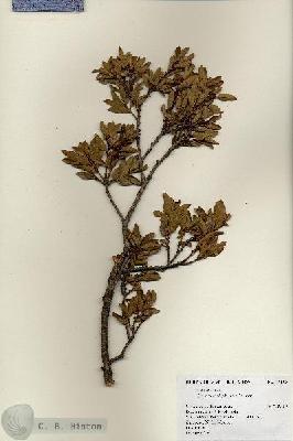 URN_catalog_HBHinton_herbarium_17459.jpg.jpg
