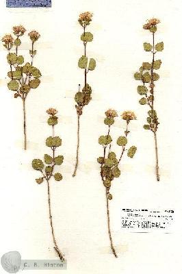 URN_catalog_HBHinton_herbarium_19859.jpg.jpg