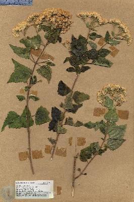 URN_catalog_HBHinton_herbarium_17705.jpg.jpg
